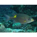 Gnathodentex aureolineatus (Lacepede, 1802)