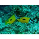 Siganus (Lo) unimaculatus (Evermann et Seale, 1907)