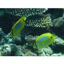 Chaetodon plebeius Cuvier, 1831