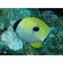 Chaetodon unimaculatus Bloch, 1787