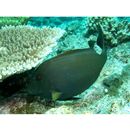 Ctenochaetus striatus (Quoy et Gaimard, 1825)