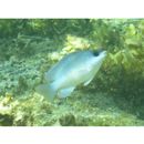 Chrysiptera glauca (Cuvier, 1830)