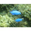 Chrysiptera cyanea (Quoy et Gaimard, 1825)