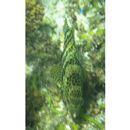 Epinephelus merra Bloch, 1793