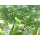 Stethojulis strigiventer (Bennett, 1832)