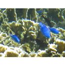 Chrysiptera cyanea (Quoy et Gaimard, 1825)