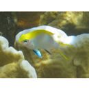 Neoglyphidodon melas (Cuvier, 1830)