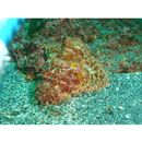 Scorpaenopsis cirrosa (Thunberg, 1793)