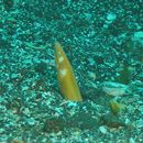 Apterichtus australis McCosker et Randall, 2005