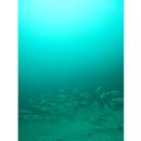 Trachurus japonicus (Temminck et Schlegel, 1844)