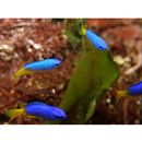 Pomacentrus coelestis Jordan et Starks, 1901