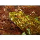 Pseudoblennius percoides Gunther, 1861