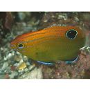 Pomacentrus bankanensis Bleeker, 1853