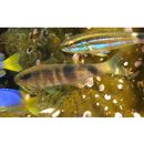 Parupeneus multifasciatus (Quoy et Gaimard, 1825)