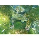 Istiblennius enosimae (Jordan et Snyder, 1902)