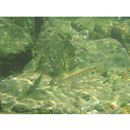 Tribolodon hakonensis (Gunther, 1877)