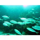 Trachurus japonicus (Temminck et Schlegel, 1844)