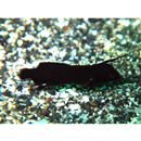 Iniistius pavo (Valenciennes, 1840)