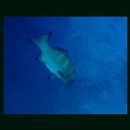 Plectropomus laevis (Lacepede, 1801)