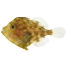 Stephanolepis cirrhifer (Temminck et Schlegel, 1850)