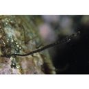 Festucalex erythraeus (Gilbert, 1905)