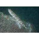 Synodus ulae Schultz, 1953