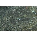 Vanderhorstia kizakura Iwata, Shibukawa et Ohnishi, 2007