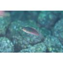 Cirrhilabrus lyukyuensis Ishikawa, 1904