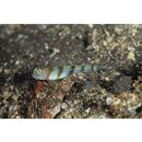 Vanderhorstia kizakura Iwata, Shibukawa et Ohnishi, 2007