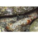 Bathygobius fuscus (Ruppell, 1830)