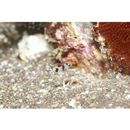 Diagramma pictum (Thunberg, 1792)