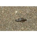 Platycephalidae, indet. gen. & sp