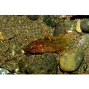 Epinephelus akaara (Temminck et Schlegel, 1842)