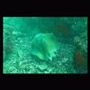 Dasyatis izuensis Nishida et Nakaya, 1988