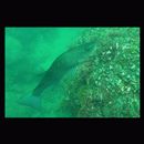 Lateolabrax latus Katayama, 1957