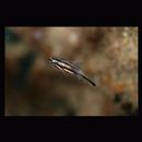 Ostorhinchus endekataenia (Bleeker, 1852)