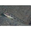 Oxyurichthys notonema (Weber, 1909)