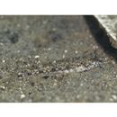 Favonigobius gymnauchen (Bleeker, 1860)