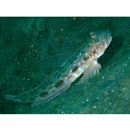 Oxyurichthys notonema (Weber, 1909)