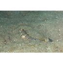 Acentrogobius virgatulus (Jordan et Snyder, 1901)