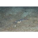 Acentrogobius virgatulus (Jordan et Snyder, 1901)