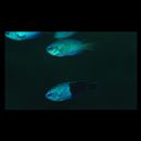 Pomacentrus coelestis Jordan et Starks, 1901