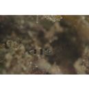 Diagramma pictum (Thunberg, 1792)