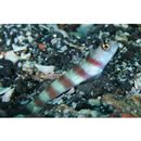 Amblyeleotris ogasawarensis Yanagisawa, 1978