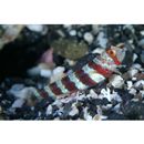 Amblyeleotris wheeleri (Polunin et Lubbock, 1977)