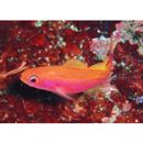 Luzonichthys taeniatus Randall et McCosker, 1992