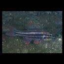 Ostorhinchus taeniophorus (Regan, 1908)