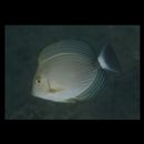 Acanthurus xanthopterus Valenciennes, 1835