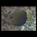 Acanthurus blockii Valenciennes, 1835