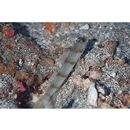 Vanderhorstia kizakura Iwata, Shibukawa et Ohnishi, 2007